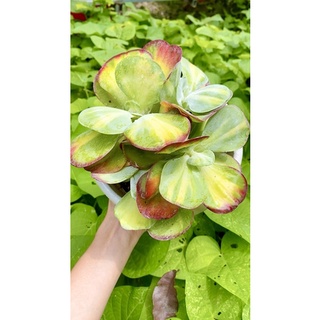 Sen đá bươm bướm sz 20cm