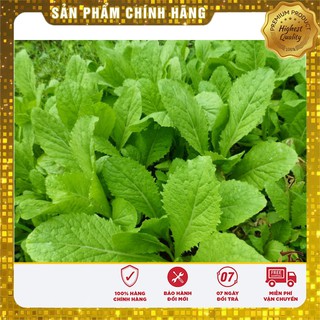 Hạt giống Rau Cải Bẹ Xanh Mỡ-20gr