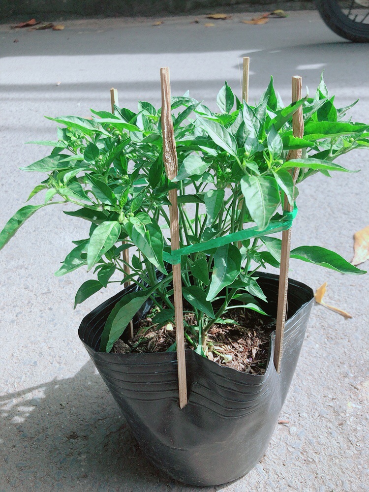 Bụi Ớt Xiêm