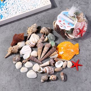 Vỏ ốc biển trang trí