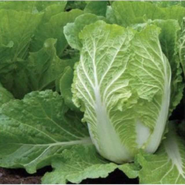 1g-GR - HẠT GIỐNG CẢI THẢO (Bắp Thảo)