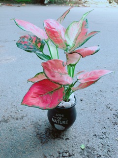 Chậu Vạn Lộc