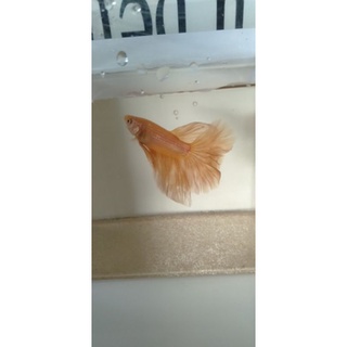 Betta Fancy Haftmoon