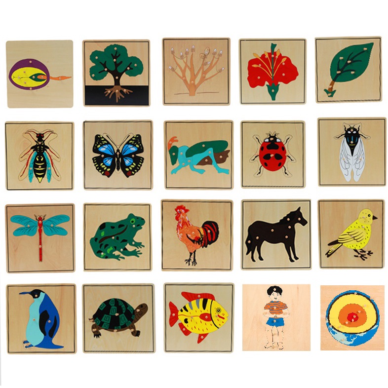 (Bản quốc tế) Tranh ghép sinh học Montessori - puzzle