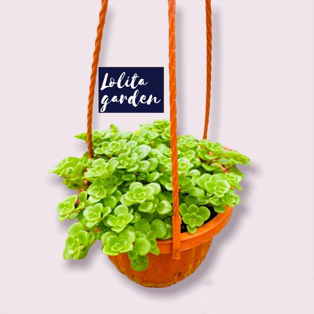 Sen đá sedum vảy cá chậu treo Đà Lạt size 9cm cây cảnh trang trí nhà cửa Lolita garden