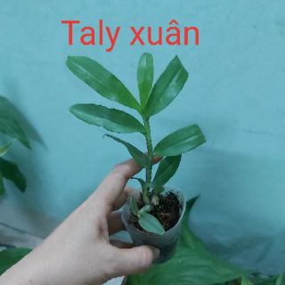 Các loại phi điệp đồng giá