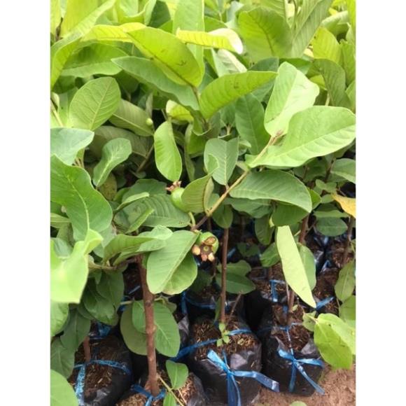 Cây ổi nữ hoàng không hạt cao 50-70cm .