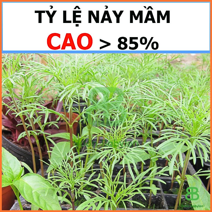 Hạt Giống Hoa Cúc Sao Nhái Dễ Trồng