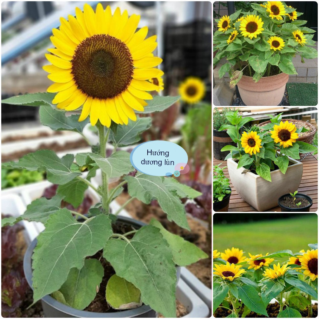 Hạt Giống Hoa Hướng Dương Lùn