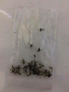 Combo 20 hộp Nhang muỗi Thái