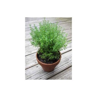 Hạt giống Cỏ Xạ Hương (Thyme)