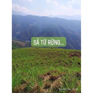 Tinh dầu sả chanh nguyên chất