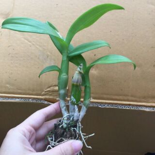 Combo 10 Cây Denro giống