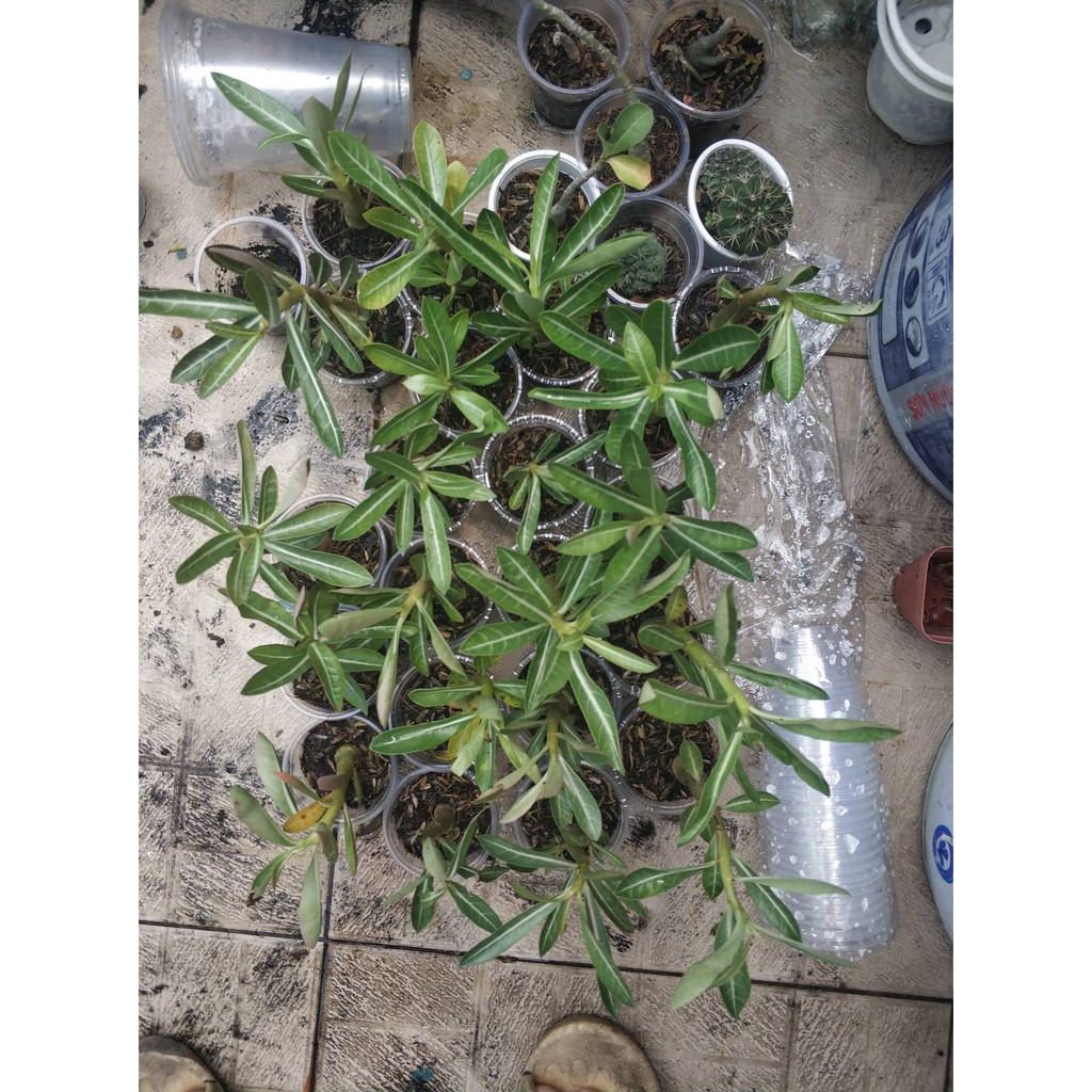 Sứ kim tử tháp somalen