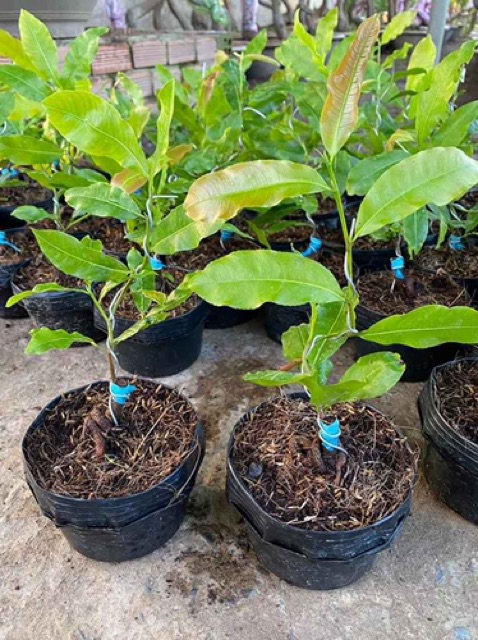 Hoa mai cúc vạn thọ_cây ghép chuẩn