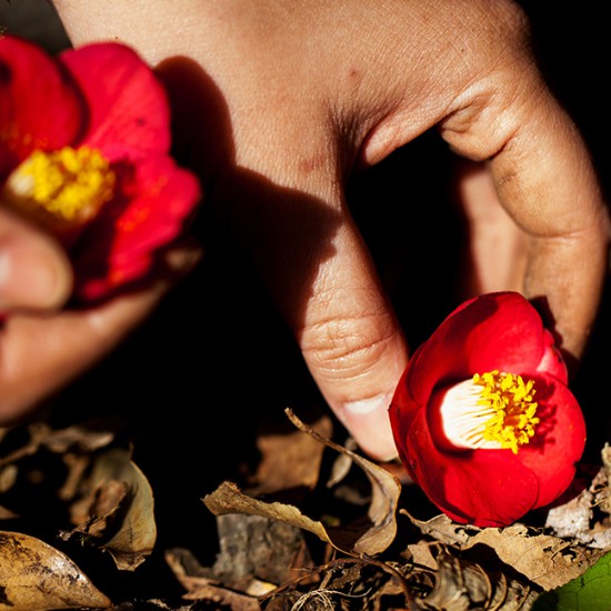 Sáp dưỡng da tay và móng tay hương hoa trà innisfree Camellia Hand And Cuticle Balm EX 50ml | BigBuy360 - bigbuy360.vn