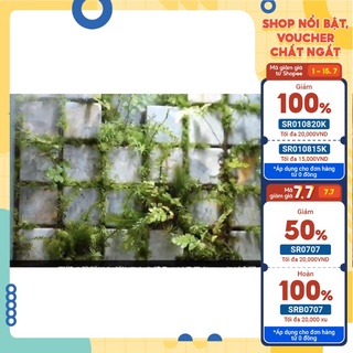 Đá viên tự nhiên trang trí tiểu cảnh, terrarium, trang trí thuỷ sinh  bậc thang đá