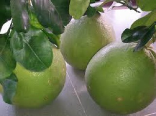 BƯỞI DA XANH RUỘT HỒNG 
