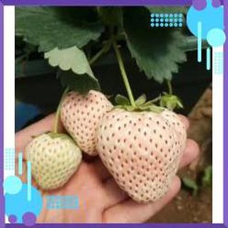 Hạt giống dâu tây trắng F1 .