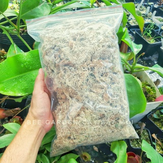 Dớn mềm, dớn khô, dớn trắng Việt Nam, giá thể trồng lan, cây bắt mồi, cây ăn thịt (loại 100g)