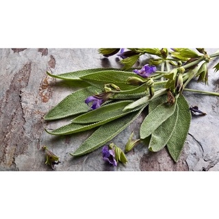 Gói 20 hạt giống Xô Thơm, Sage trắng - Sacred White Sage