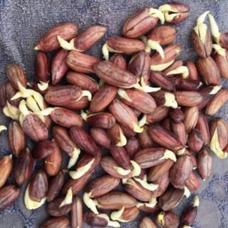 Hạt giống lạc đen kokuma