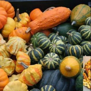 Hạt giống Bí Ngô mini mix nhiều loại