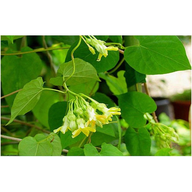 Cây dây leo thiên lý