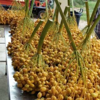 Cây Chà là thái... loại Chà Là ăn trái