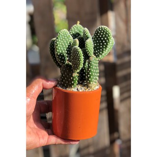 Chậu đất nung Xương Rồng Tai Thỏ xanh dài