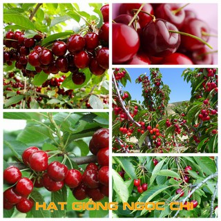 Hạt Giống Quả Anh Đào (Cherry) - 10 Hạt