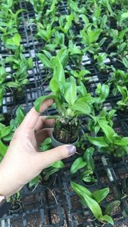 Dendro Lai Cattleya Hoa To