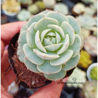 cây sen đá địa cầu