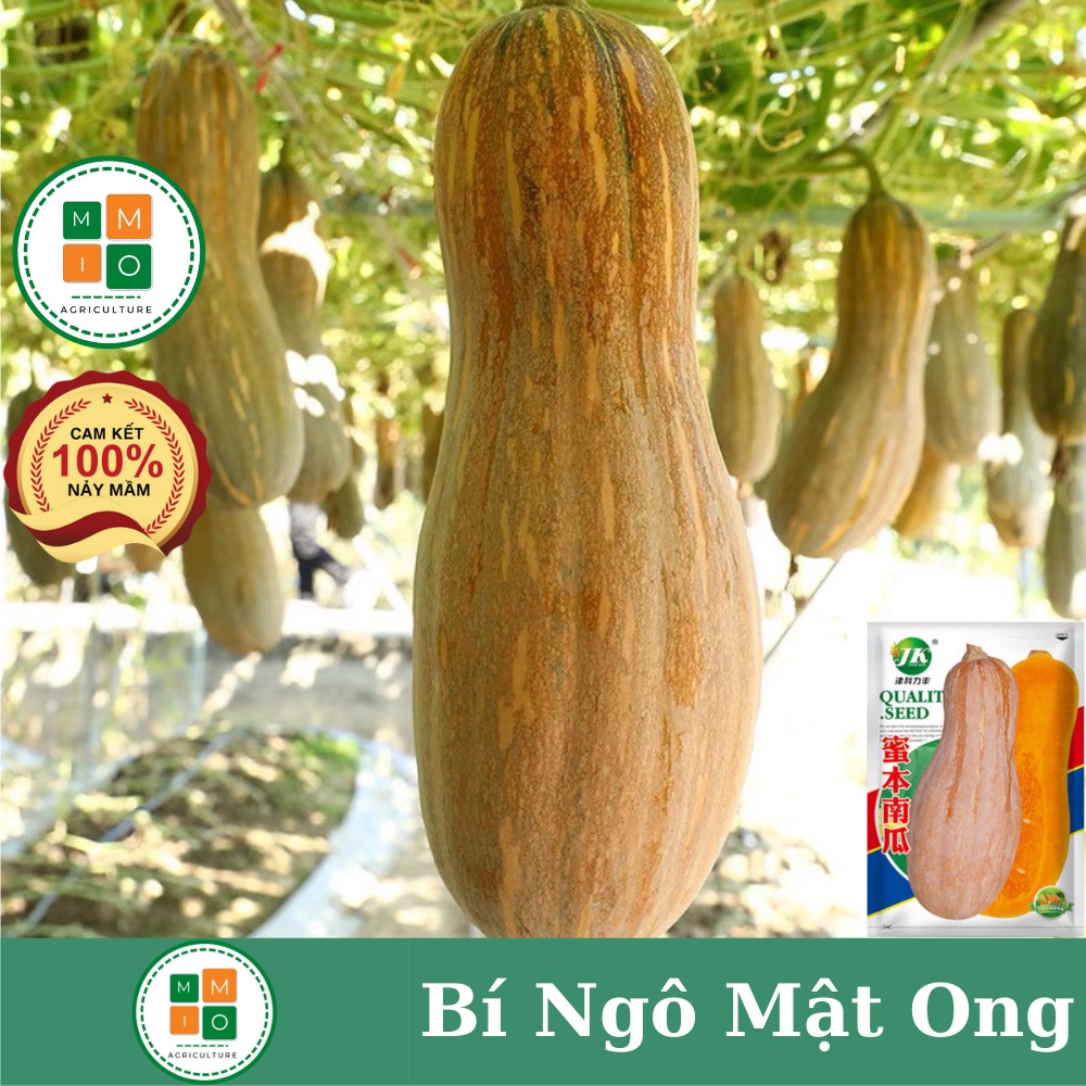 Hạt giống bí ngô mật ong Fuji