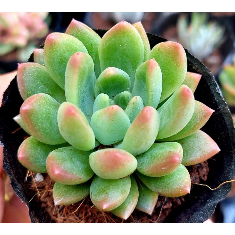 Sen đá Ngón Tay Đỏ size bầu 5-6 cm