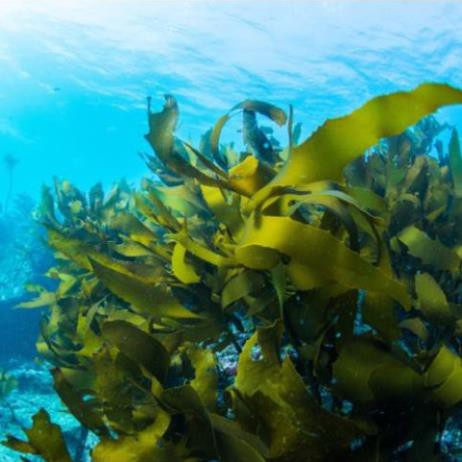 Bột Rong Biển Xanh Tái Tạo Da