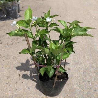 Cây hoa nhài tây - cây ngọc bút cao 30cm, nở hoa quanh năm, rất dễ chăm sóc, trồng trang trí bồn cây, hàng rào, sân vư