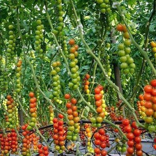 50 Hạt giống Cà chua Chuỗi Ngọc (Dễ trồng, Siêu quả)