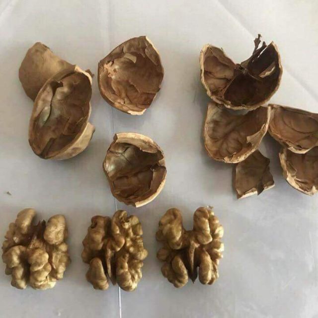 1kg óc chó (tặng 200g lạc đỏ)