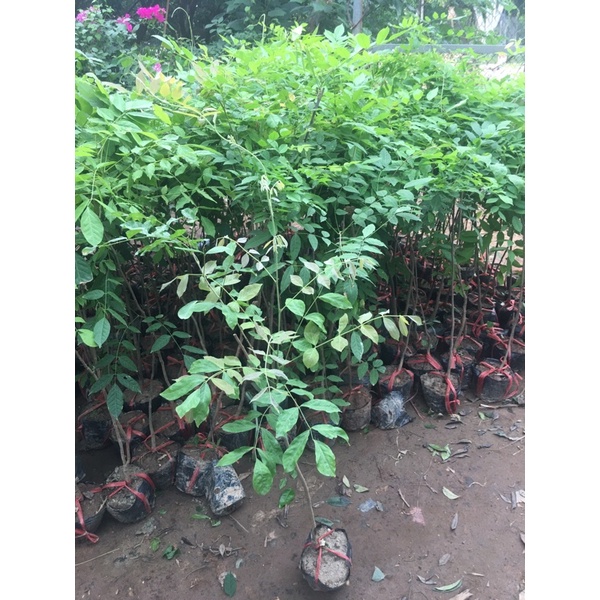 2 tử đằng thân gỗ