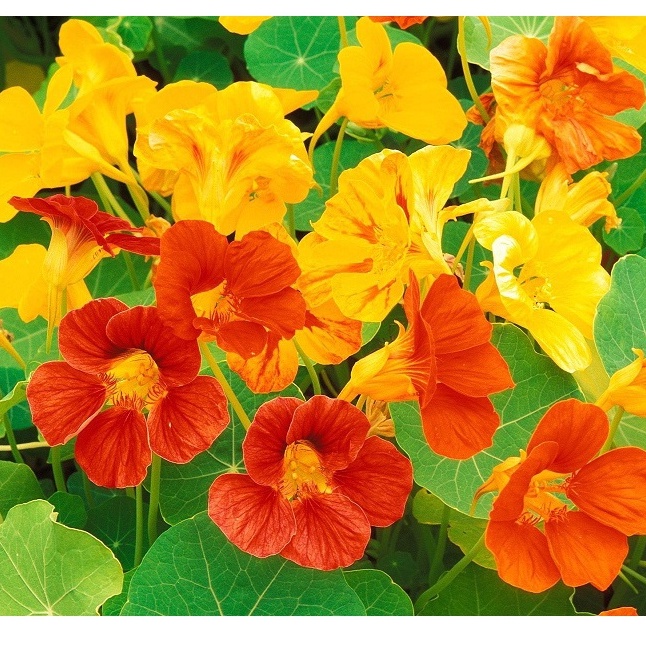 Hạt Giống Hoa Sen Cạn (tặng kèm phân) Outsidepride Nasturtium Seed Mix - 1/4 LB