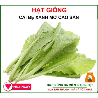 [MIỄN PHÍ VẬN CHUYỂN] Hạt Giống Cải Bẹ Xanh Mỡ (20Gr)