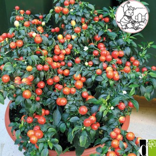 Hạt ớt kiểng quả tròn - gói 0,3 gram