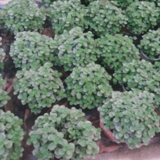 Cây nhất mạt hương( đuổi muỗi)