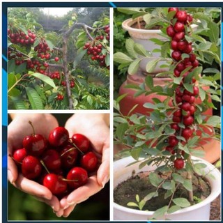[BÁN CHẠY] cherry đỏ(anh đào) mỹ, dòng chịu nhiệt 15k 1 gói hạt giống/10 hạt