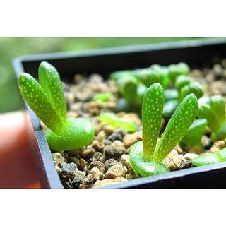 Hạt giống cây Tai Thỏ Xanh lá F1