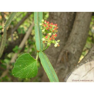 Cây hồ đằng bốn cạnh