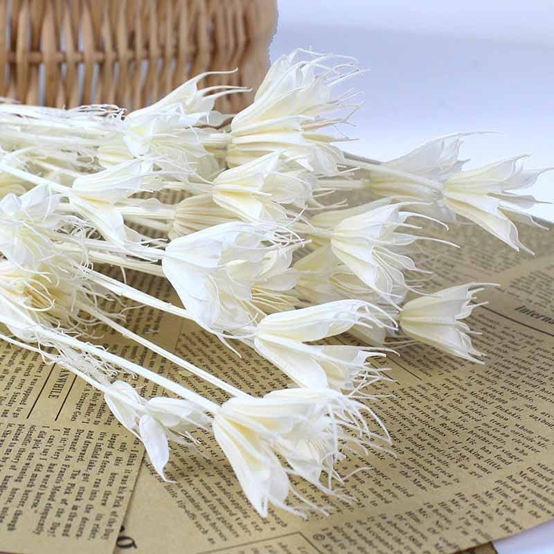 Hoa Khô Trang trí decor Hoa khô Kim Cương Nigella