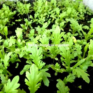 20GR - HẠT GIỐNG RAU TẦN Ô