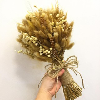 5 CÀNH ĐUÔI THỎ TO, CỨNG CÁP
